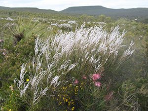 wa-wildflowers