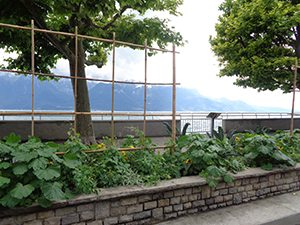 Food Gardens in City Streets